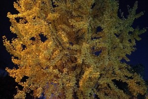 【杭州疫情/蚌埠天气预报15天最新消息杭州疫情】