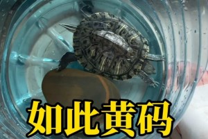 昆明本轮疫情7万余人被赋黄码︰(昆明出现黄码)
