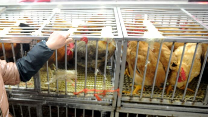 “湖南确诊h5n6	” 湖南确诊病例4086倒？-第2张图片